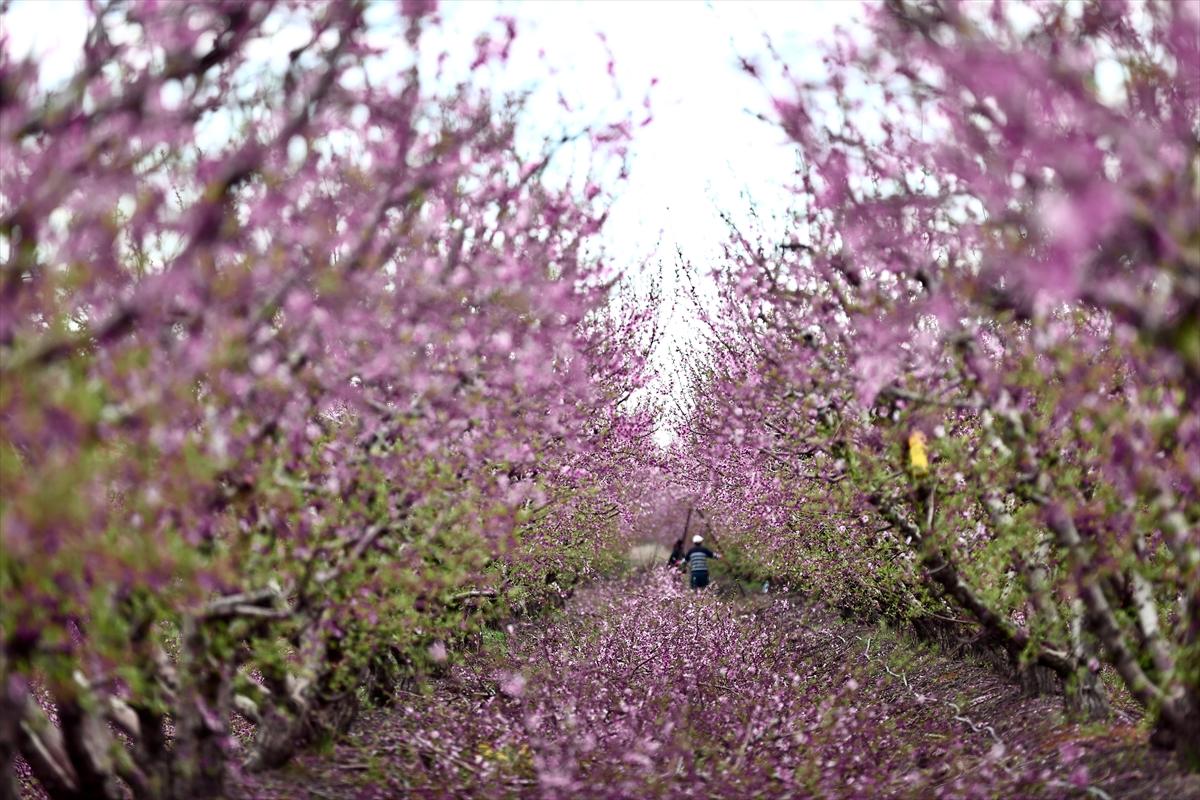 Depremin ardından doğa canlandı! Hatay'ın Amik Ovası'nda tarımsal faaliyetlere başlandı