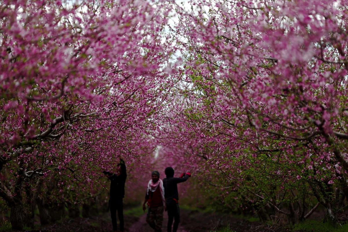 Depremin ardından doğa canlandı! Hatay'ın Amik Ovası'nda tarımsal faaliyetlere başlandı