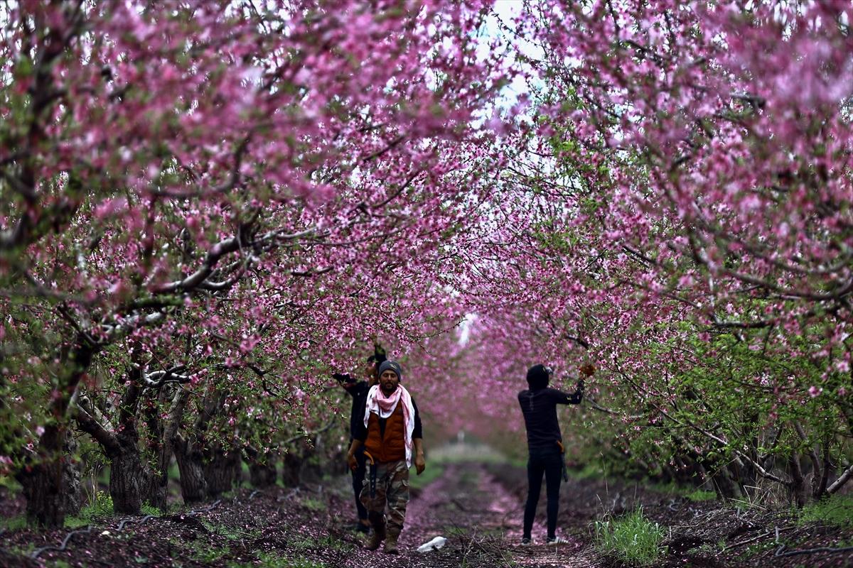 Depremin ardından doğa canlandı! Hatay'ın Amik Ovası'nda tarımsal faaliyetlere başlandı