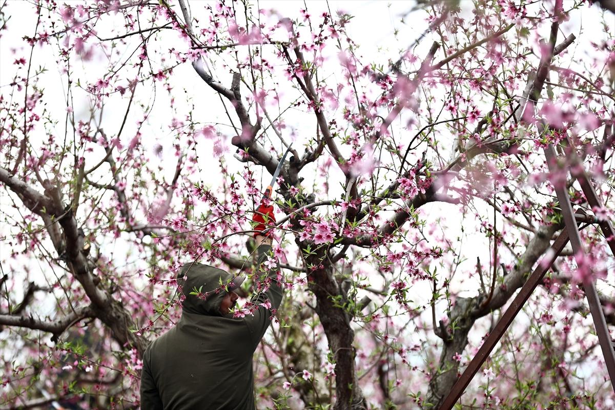 Depremin ardından doğa canlandı! Hatay'ın Amik Ovası'nda tarımsal faaliyetlere başlandı