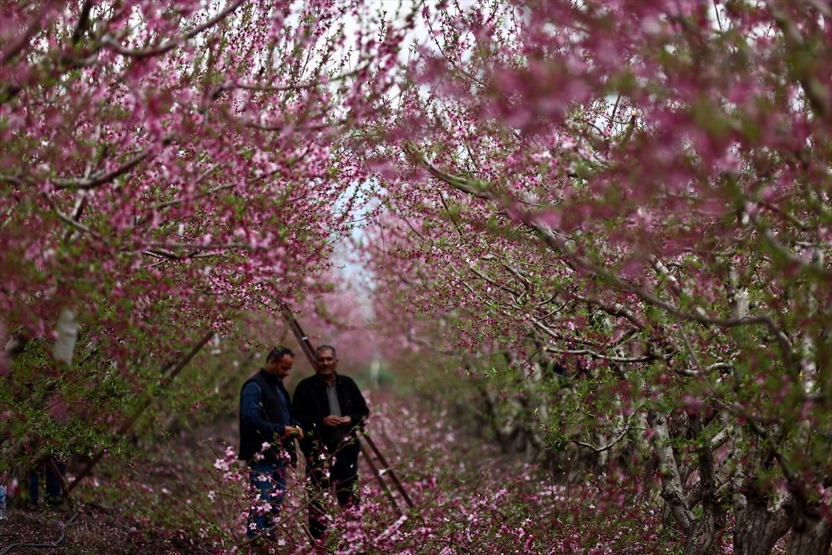 Depremin ardından doğa canlandı! Hatay'ın Amik Ovası'nda tarımsal faaliyetlere başlandı