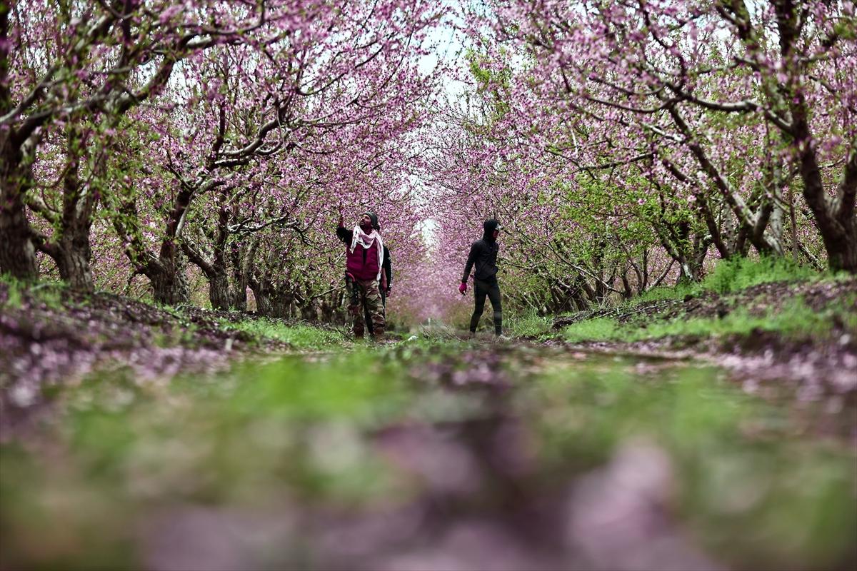 Depremin ardından doğa canlandı! Hatay'ın Amik Ovası'nda tarımsal faaliyetlere başlandı