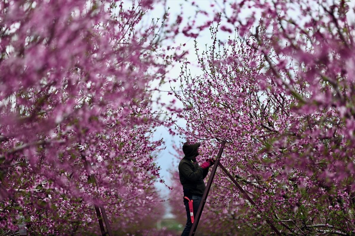 Depremin ardından doğa canlandı! Hatay'ın Amik Ovası'nda tarımsal faaliyetlere başlandı
