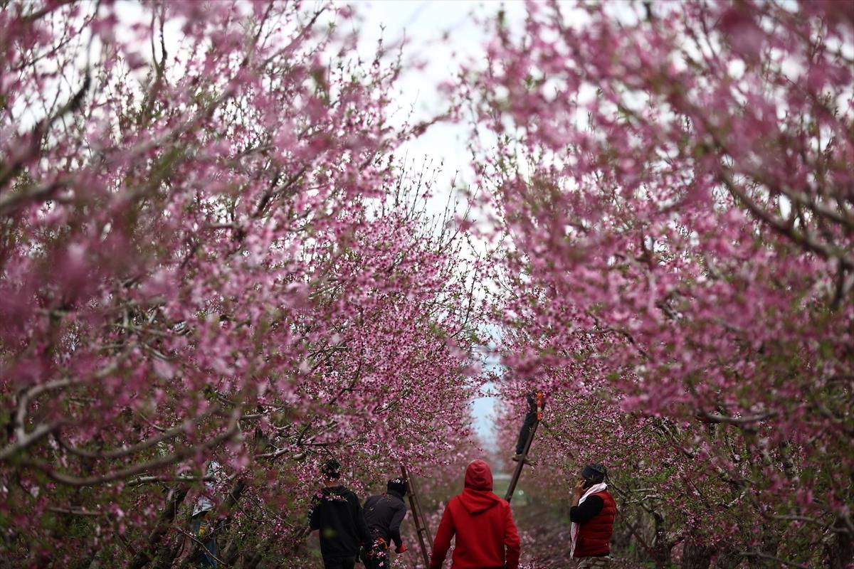 Depremin ardından doğa canlandı! Hatay'ın Amik Ovası'nda tarımsal faaliyetlere başlandı