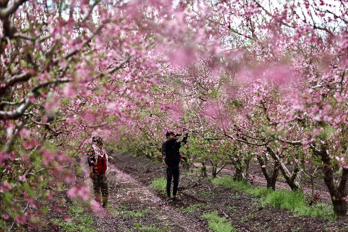 Depremin ardından doğa canlandı! Hatay'ın Amik Ovası'nda tarımsal faaliyetlere başlandı