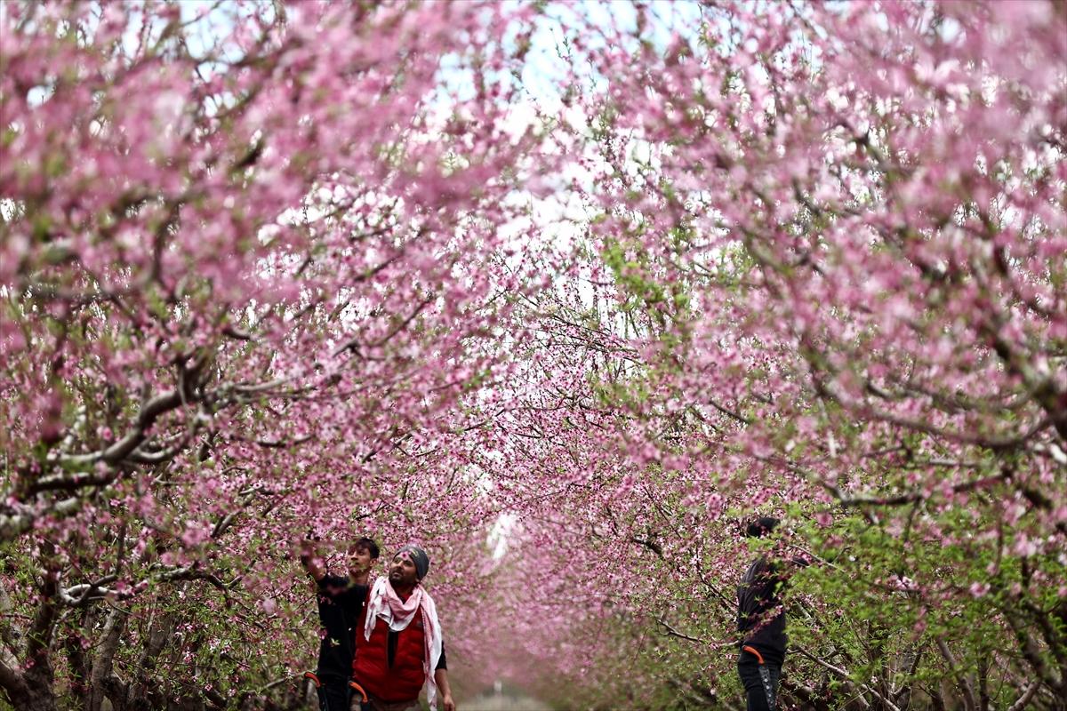 Depremin ardından doğa canlandı! Hatay'ın Amik Ovası'nda tarımsal faaliyetlere başlandı