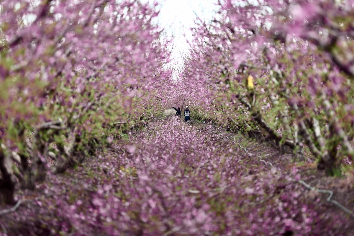 Depremin ardından doğa canlandı! Hatay'ın Amik Ovası'nda tarımsal faaliyetlere başlandı