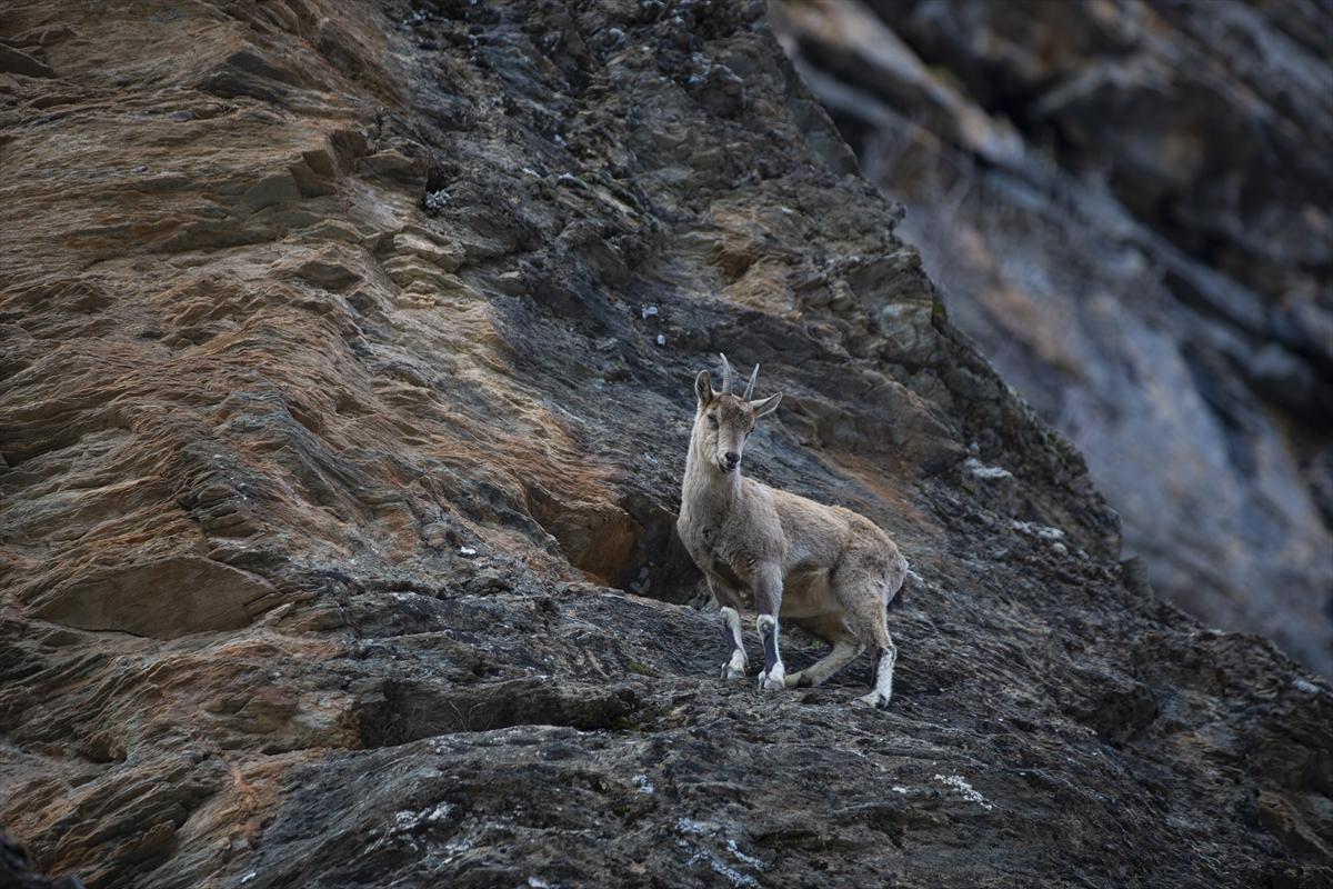 Tunceli dağlarında koruma altındaki yaban keçileri ortaya çıktı