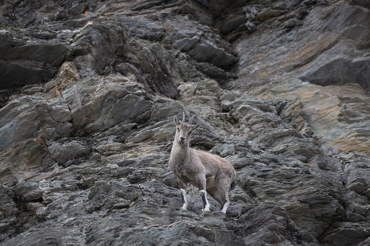 Tunceli dağlarında koruma altındaki yaban keçileri ortaya çıktı
