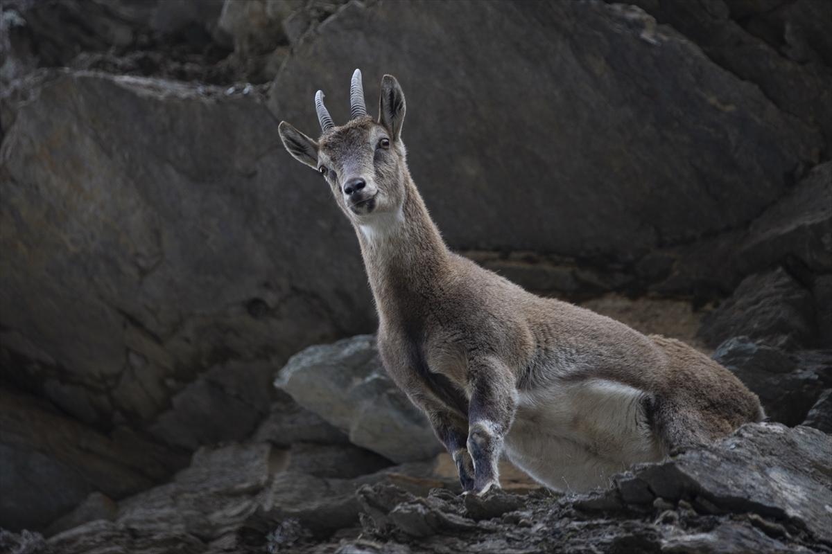 Tunceli dağlarında koruma altındaki yaban keçileri ortaya çıktı