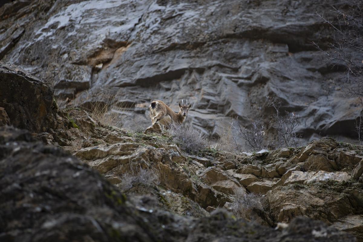 Tunceli dağlarında koruma altındaki yaban keçileri ortaya çıktı