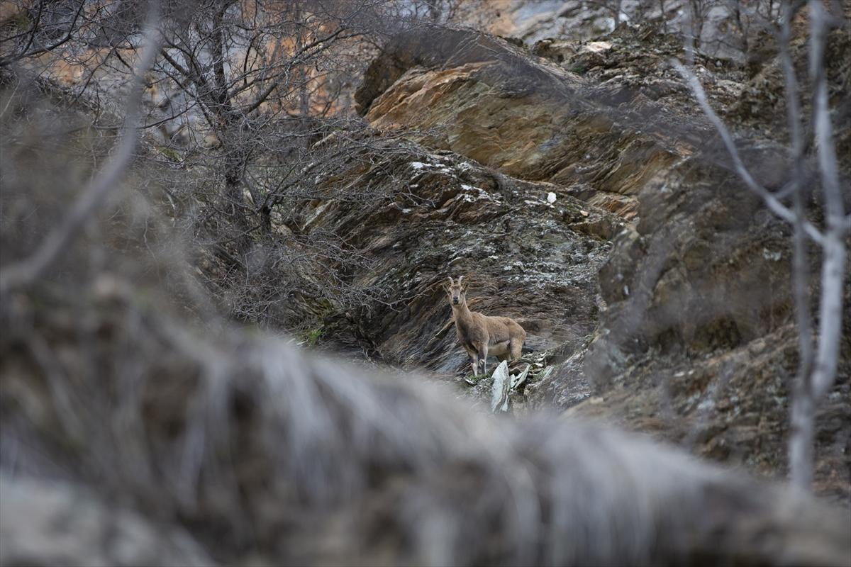 Tunceli dağlarında koruma altındaki yaban keçileri ortaya çıktı