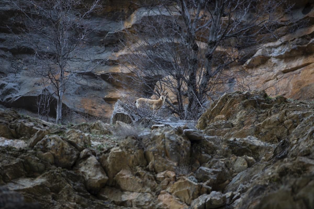 Tunceli dağlarında koruma altındaki yaban keçileri ortaya çıktı