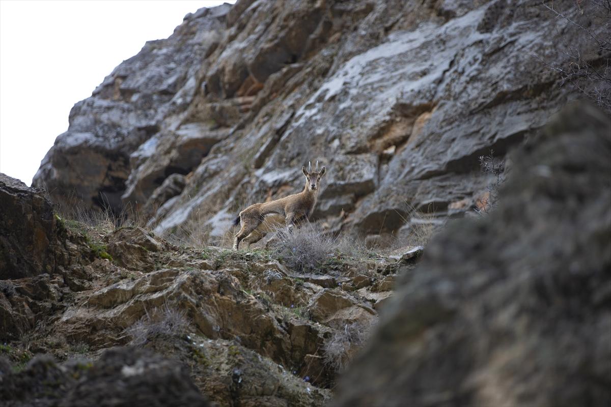 Tunceli dağlarında koruma altındaki yaban keçileri ortaya çıktı