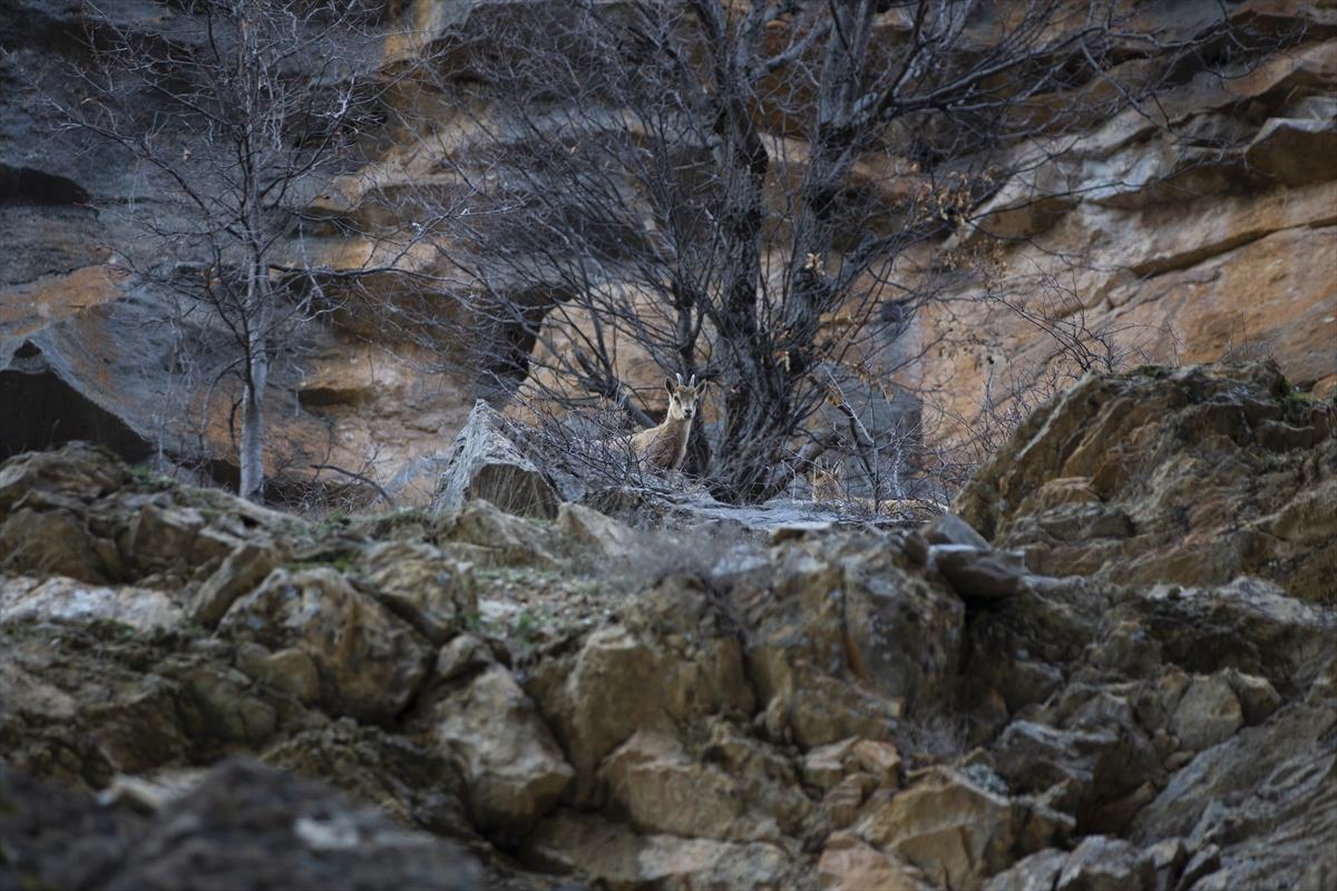 Tunceli dağlarında koruma altındaki yaban keçileri ortaya çıktı