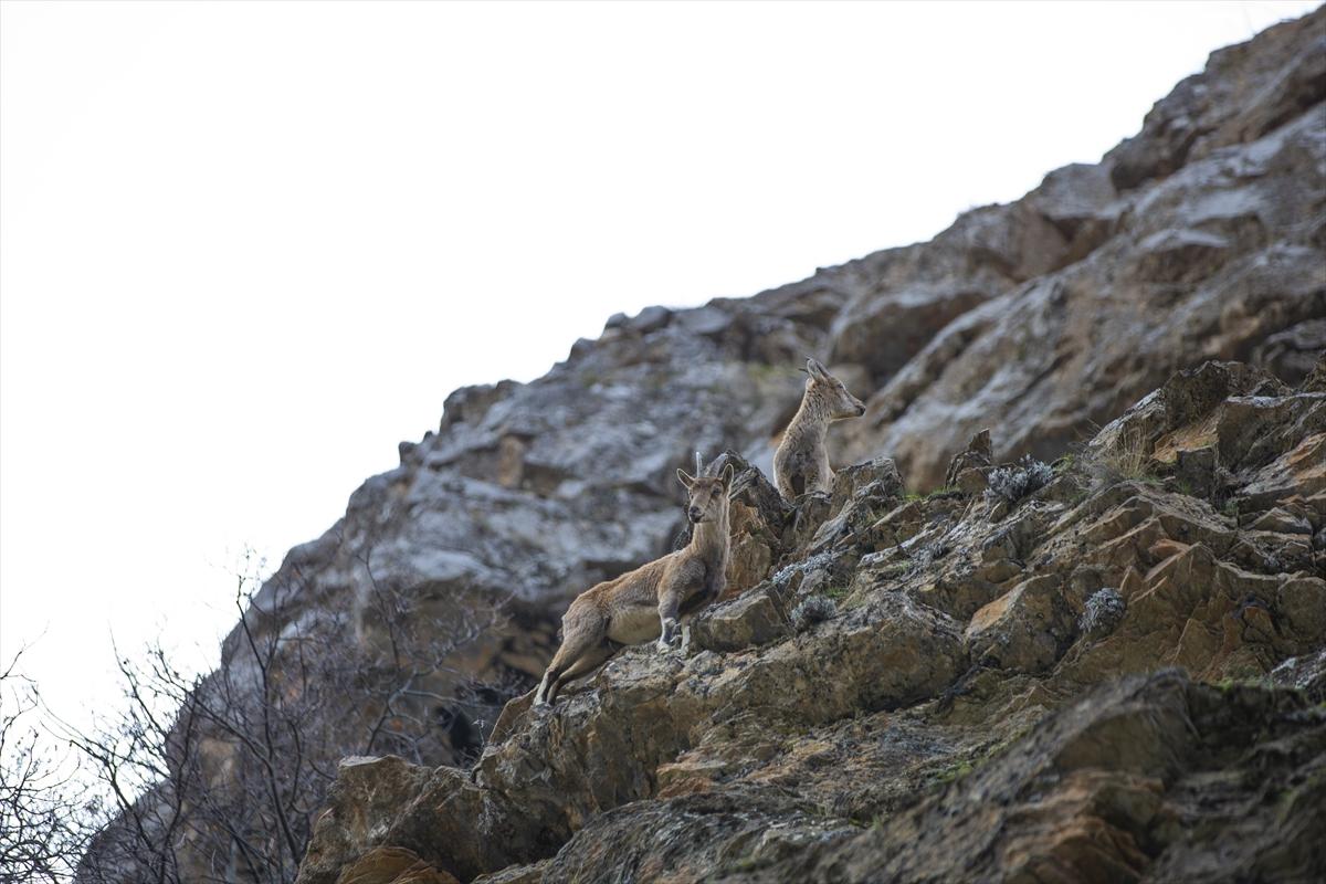 Tunceli dağlarında koruma altındaki yaban keçileri ortaya çıktı