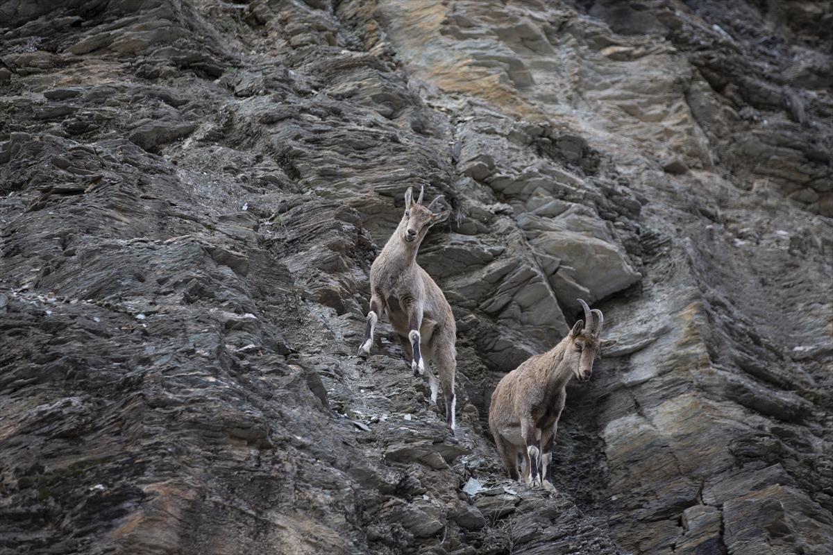 Tunceli dağlarında koruma altındaki yaban keçileri ortaya çıktı