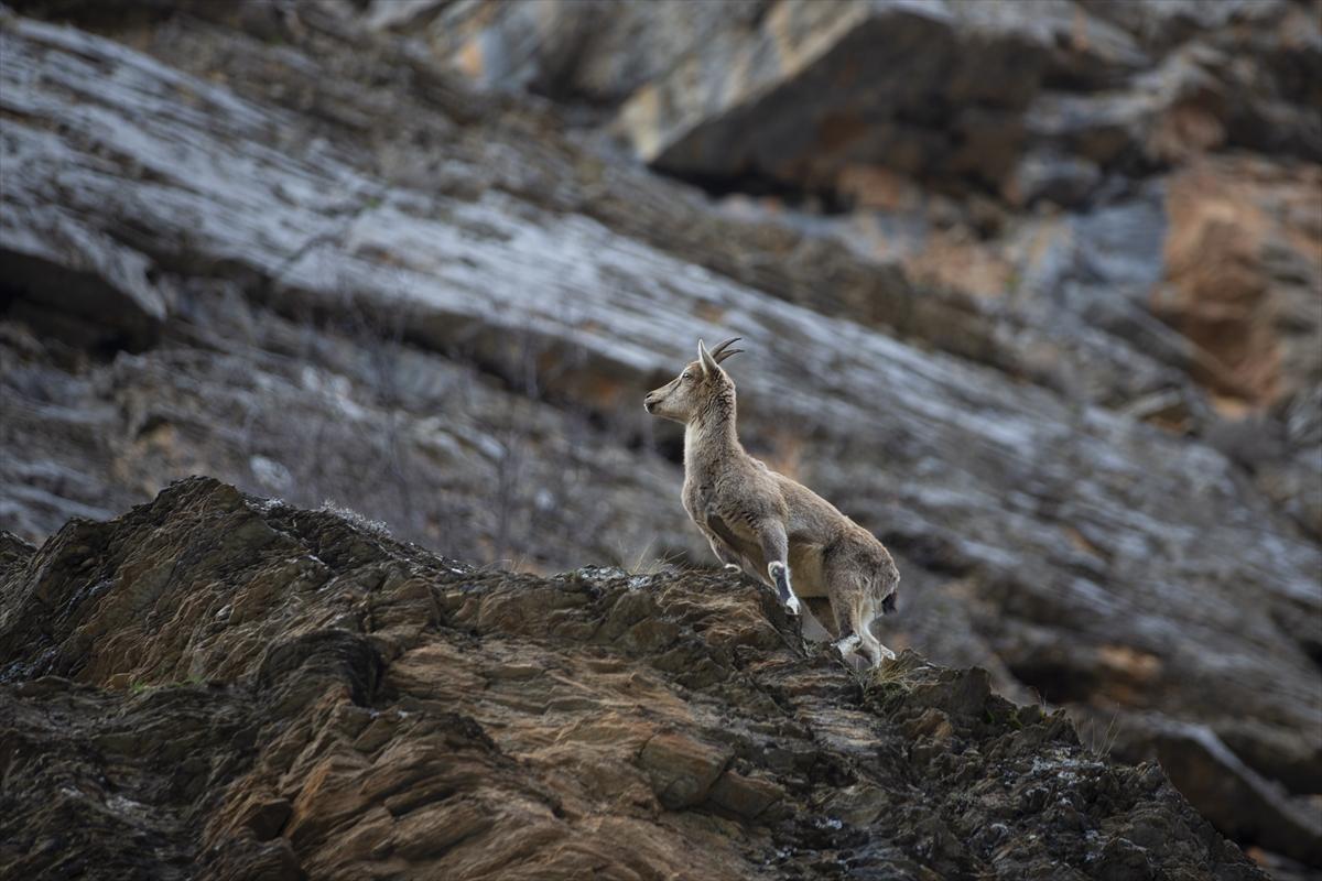 Tunceli dağlarında koruma altındaki yaban keçileri ortaya çıktı