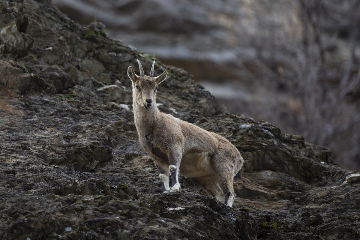 Tunceli dağlarında koruma altındaki yaban keçileri ortaya çıktı