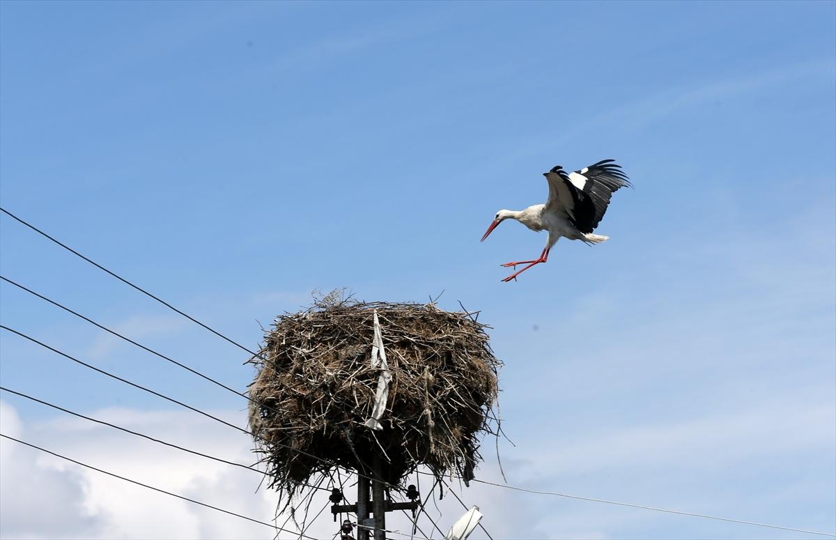 Baharın müjdecisi leyleklerin göçü başladı! Sıcak kentlerde yuvalandılar