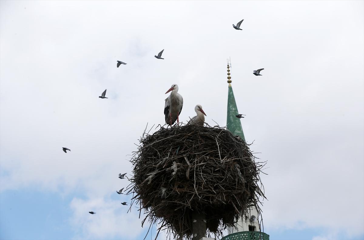 Baharın müjdecisi leyleklerin göçü başladı! Sıcak kentlerde yuvalandılar