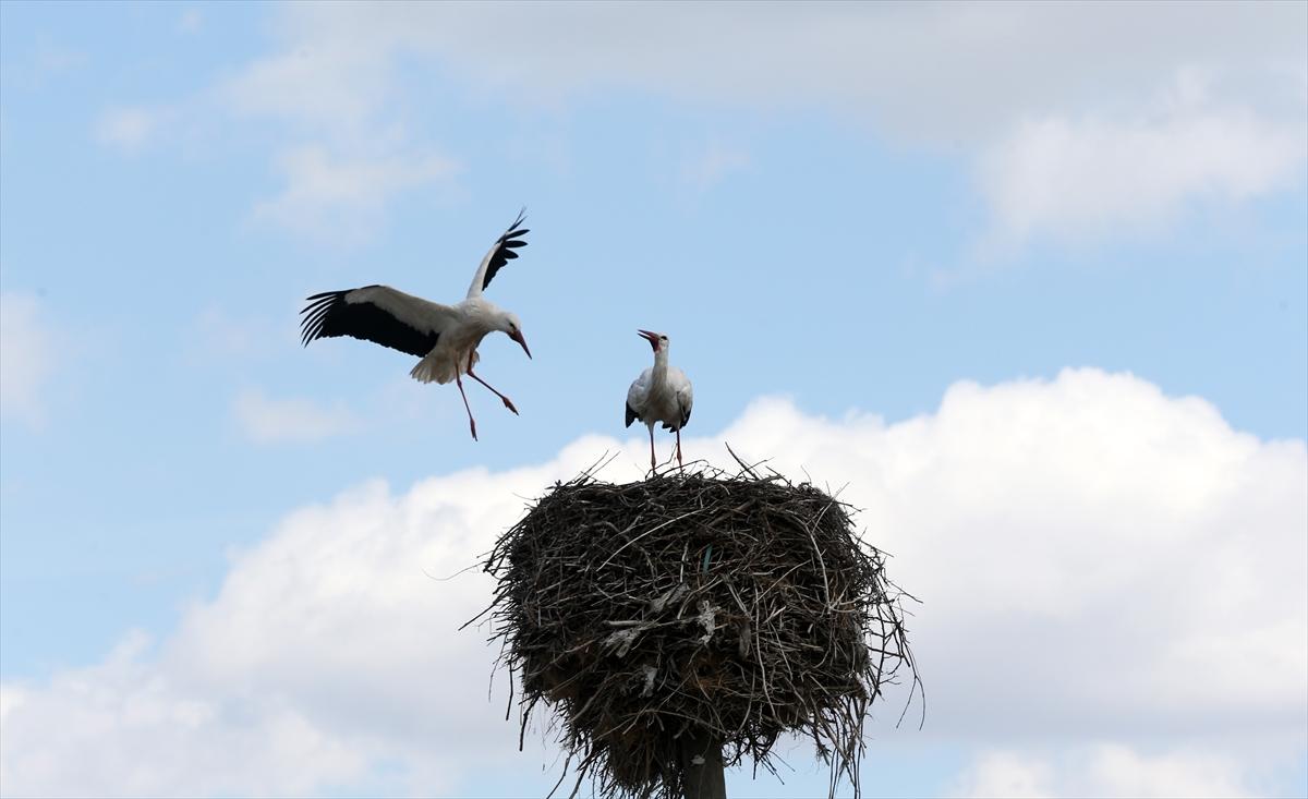 Baharın müjdecisi leyleklerin göçü başladı! Sıcak kentlerde yuvalandılar