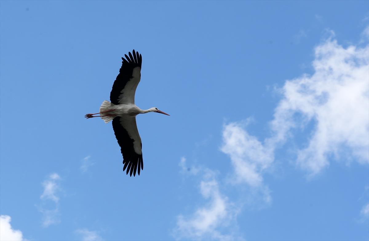 Baharın müjdecisi leyleklerin göçü başladı! Sıcak kentlerde yuvalandılar