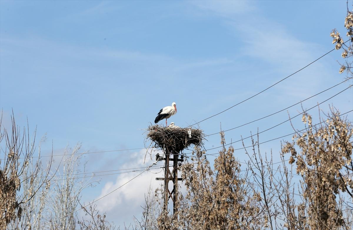 Baharın müjdecisi leyleklerin göçü başladı! Sıcak kentlerde yuvalandılar
