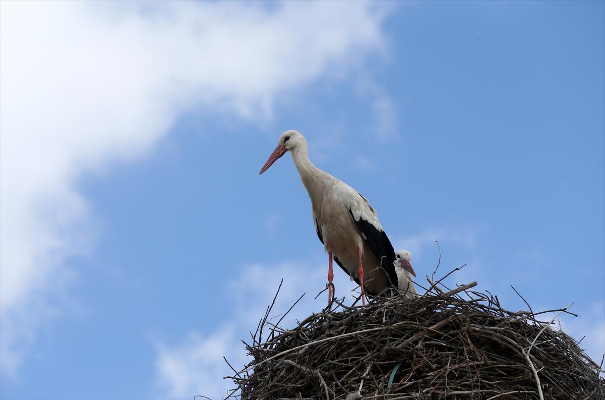 Baharın müjdecisi leyleklerin göçü başladı! Sıcak kentlerde yuvalandılar