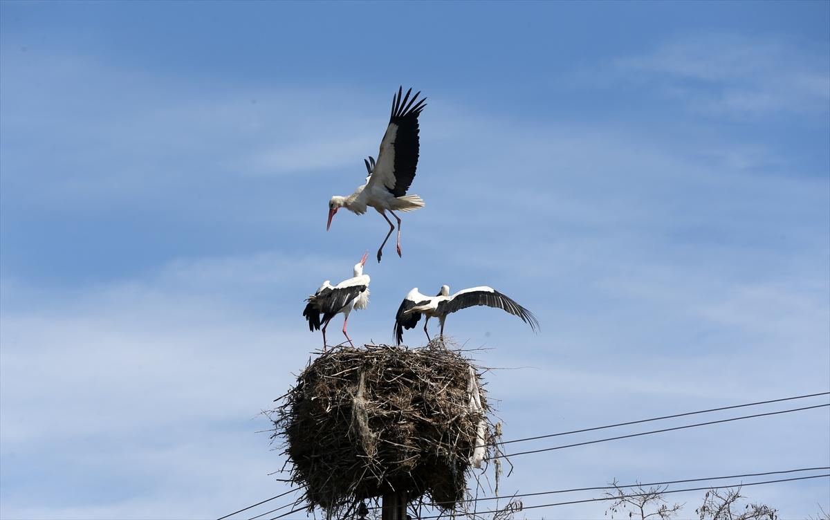 Baharın müjdecisi leyleklerin göçü başladı! Sıcak kentlerde yuvalandılar