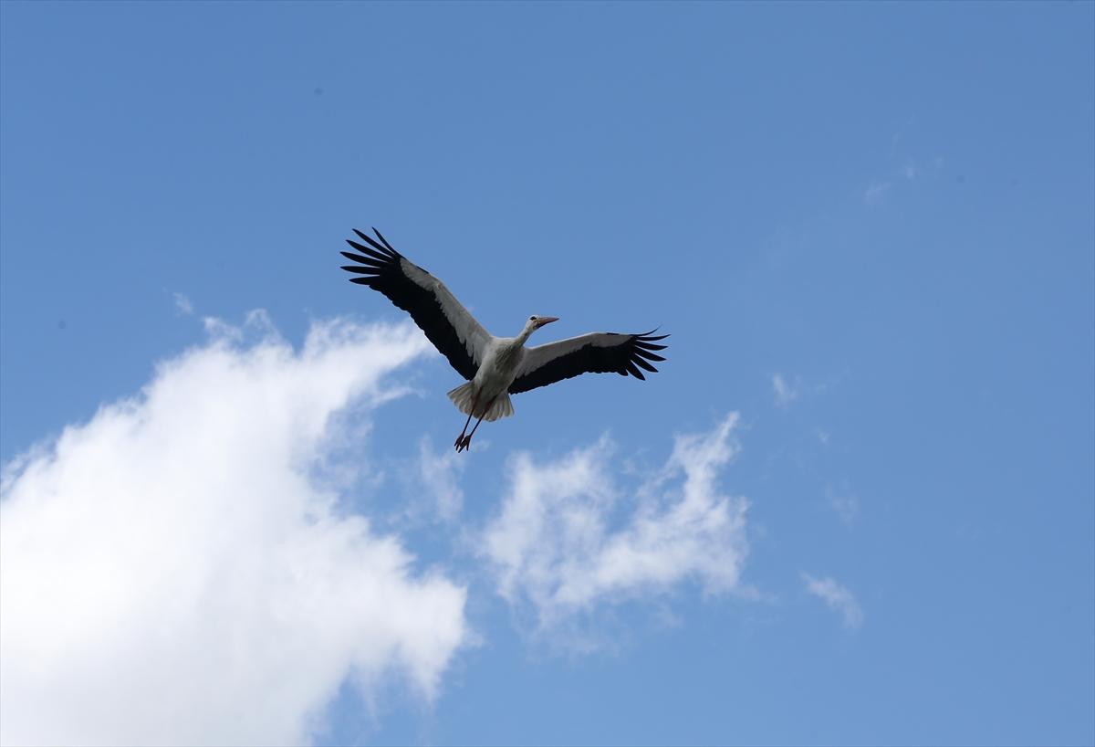 Baharın müjdecisi leyleklerin göçü başladı! Sıcak kentlerde yuvalandılar