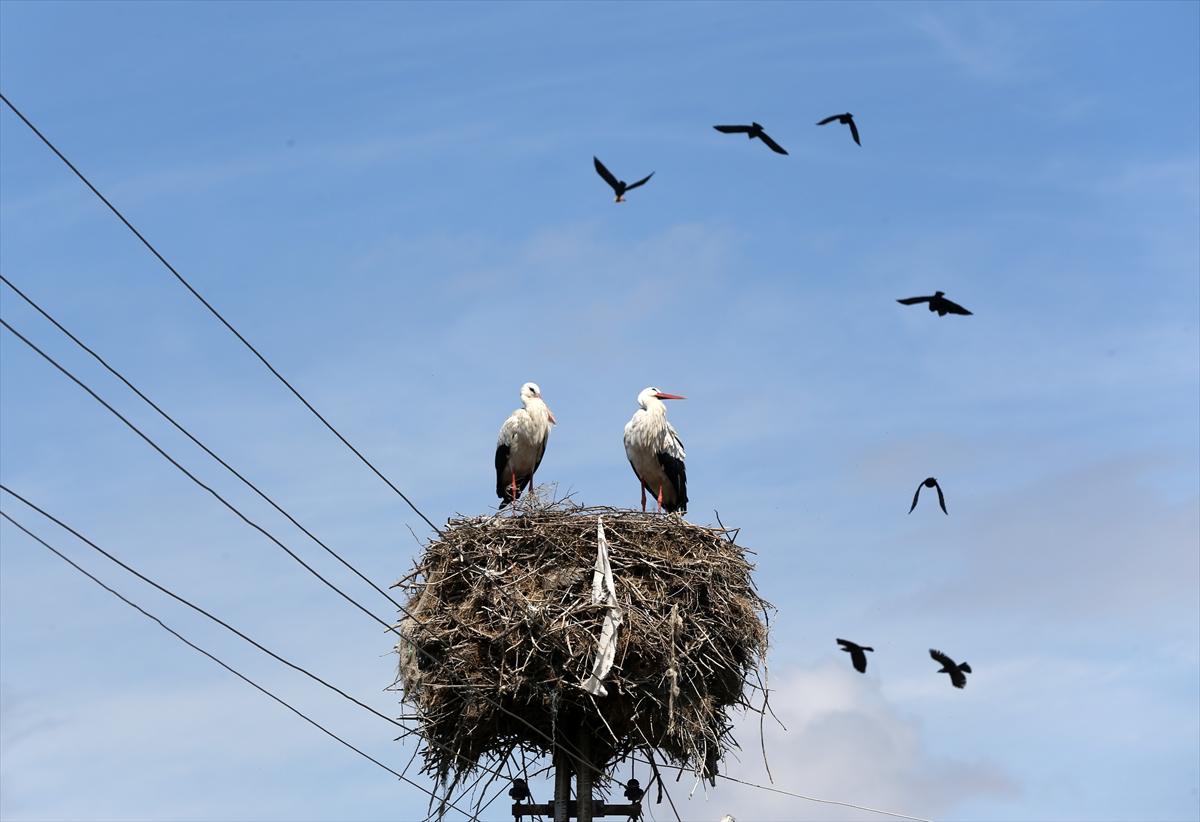 Baharın müjdecisi leyleklerin göçü başladı! Sıcak kentlerde yuvalandılar