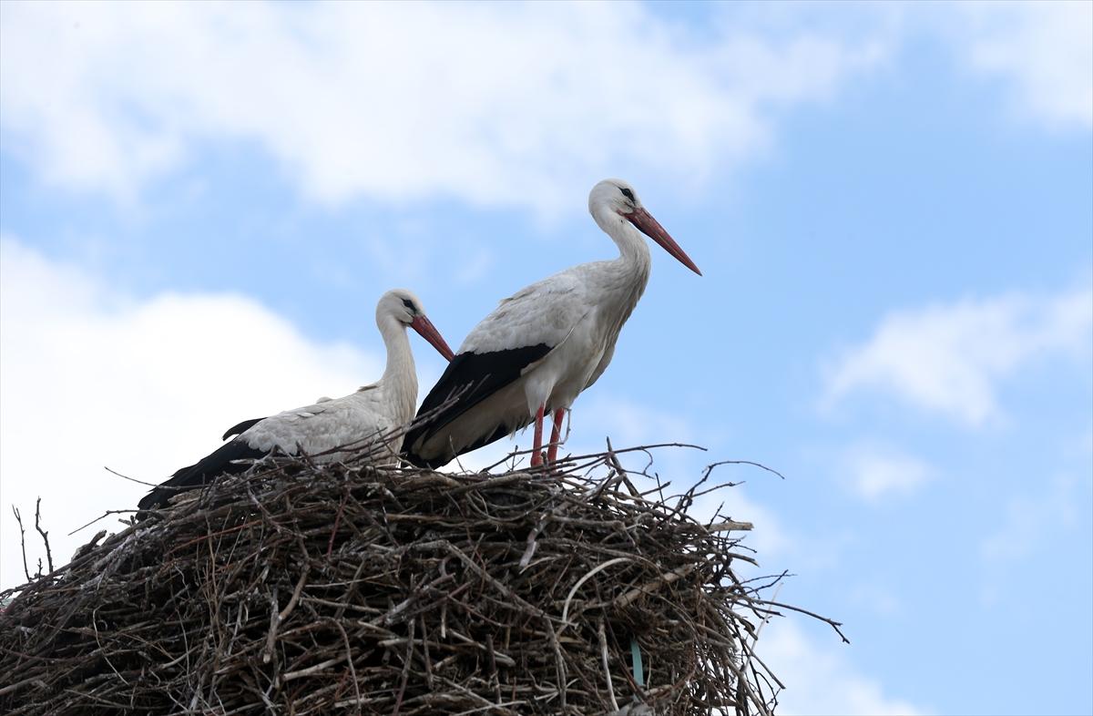 Baharın müjdecisi leyleklerin göçü başladı! Sıcak kentlerde yuvalandılar