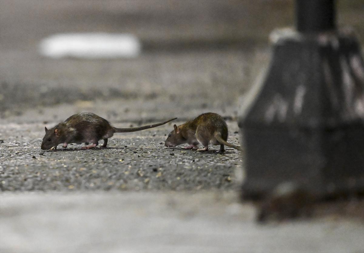 ABD'de fare istilası: Cadde ve sokaklarda cirit atan fare manzaraları...