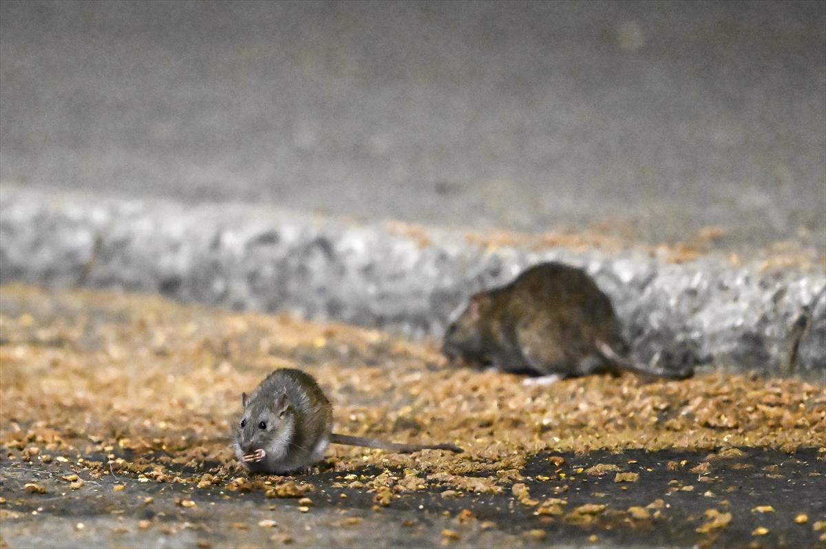 ABD'de fare istilası: Cadde ve sokaklarda cirit atan fare manzaraları...