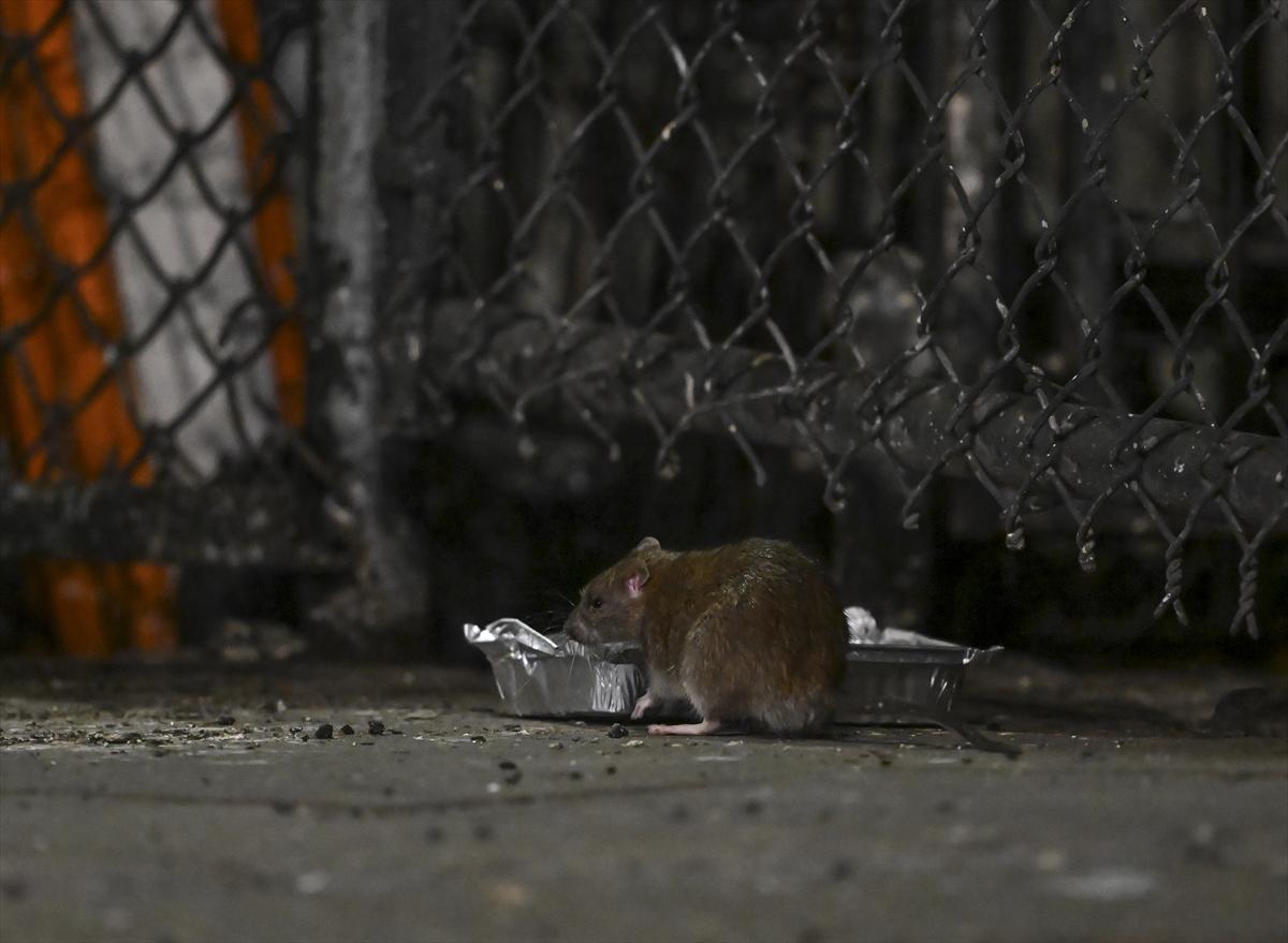 ABD'de fare istilası: Cadde ve sokaklarda cirit atan fare manzaraları...