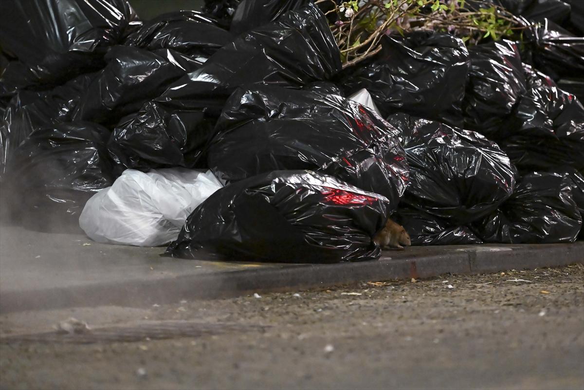 ABD'de fare istilası: Cadde ve sokaklarda cirit atan fare manzaraları...