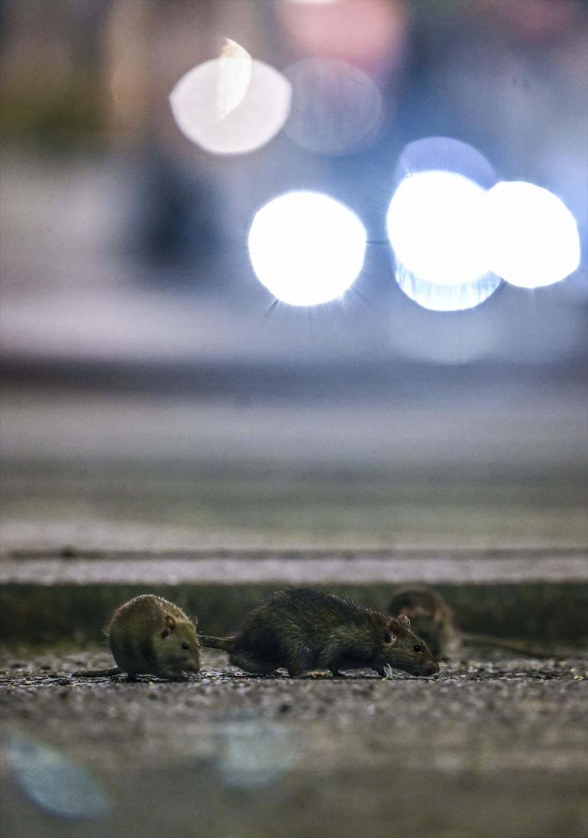ABD'de fare istilası: Cadde ve sokaklarda cirit atan fare manzaraları...