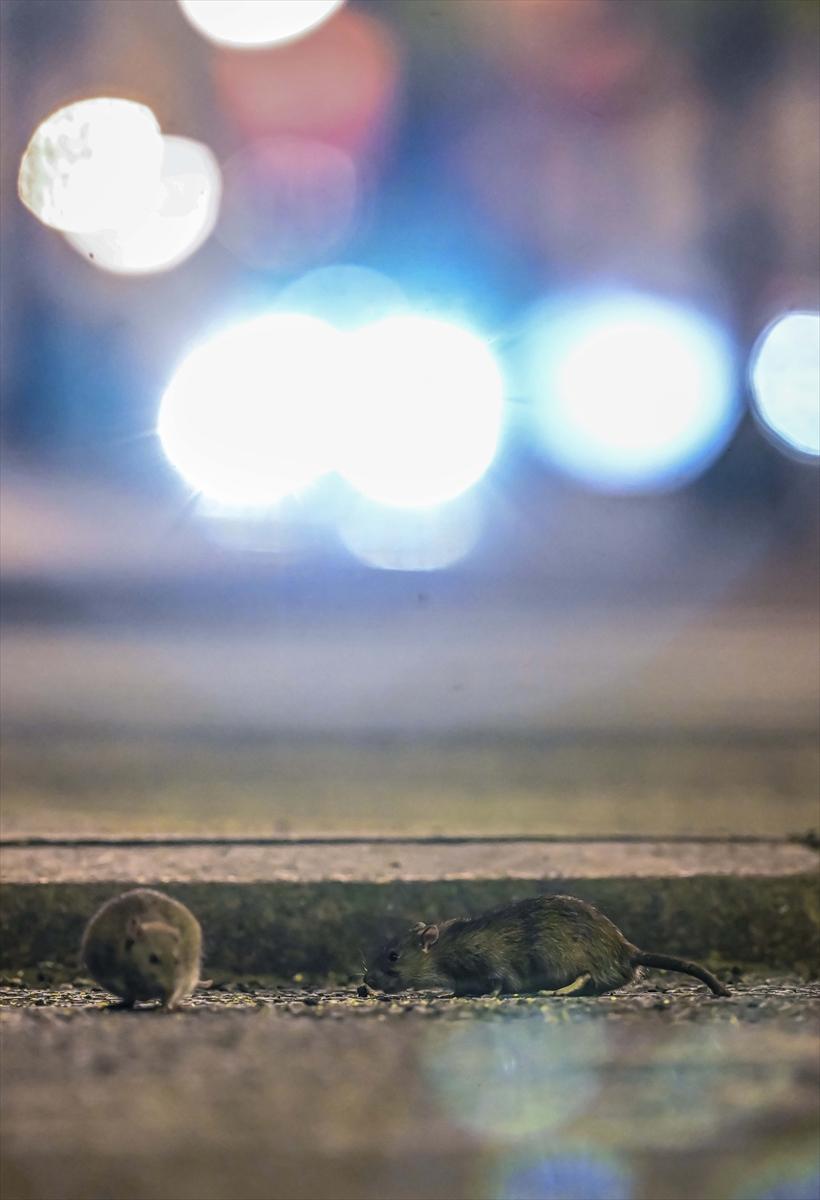 ABD'de fare istilası: Cadde ve sokaklarda cirit atan fare manzaraları...