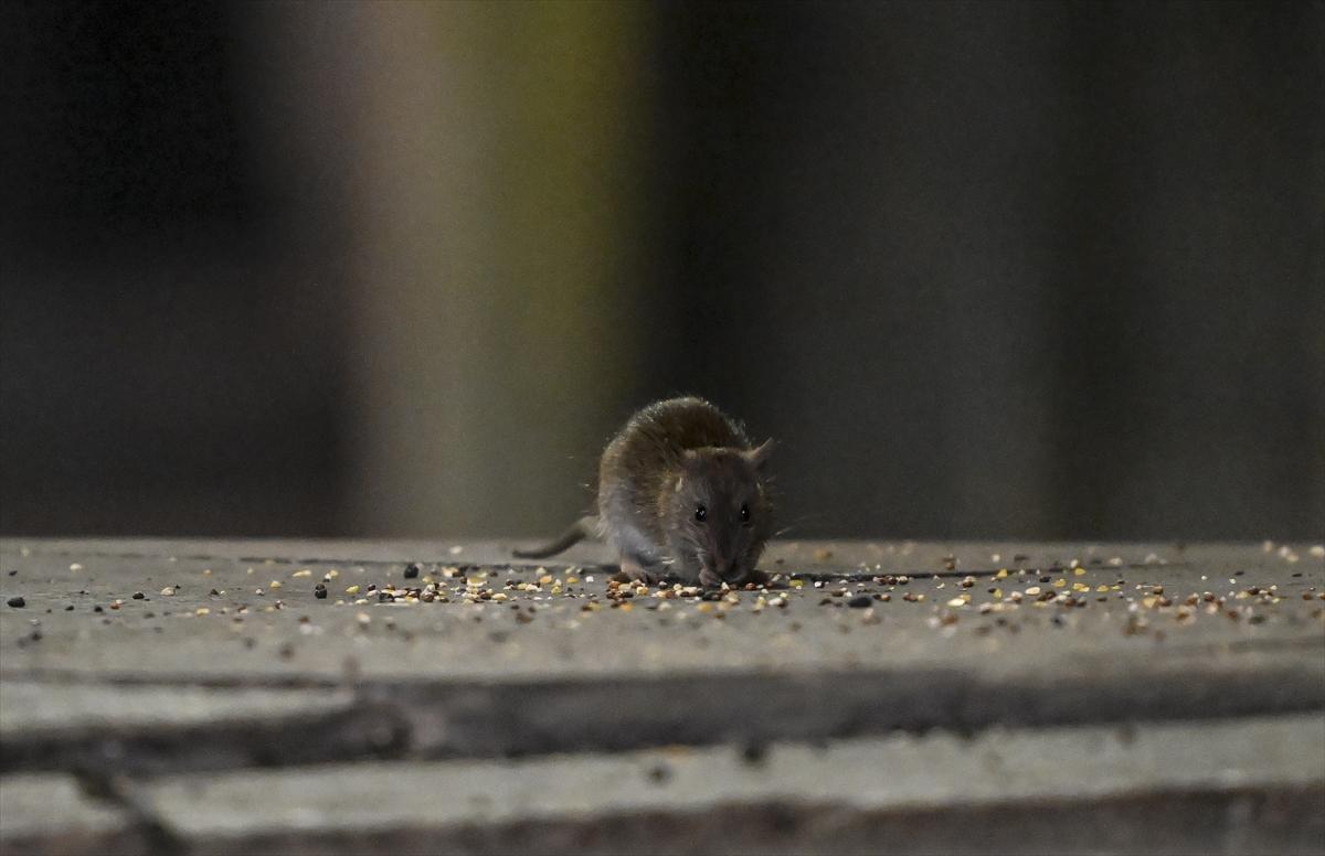ABD'de fare istilası: Cadde ve sokaklarda cirit atan fare manzaraları...