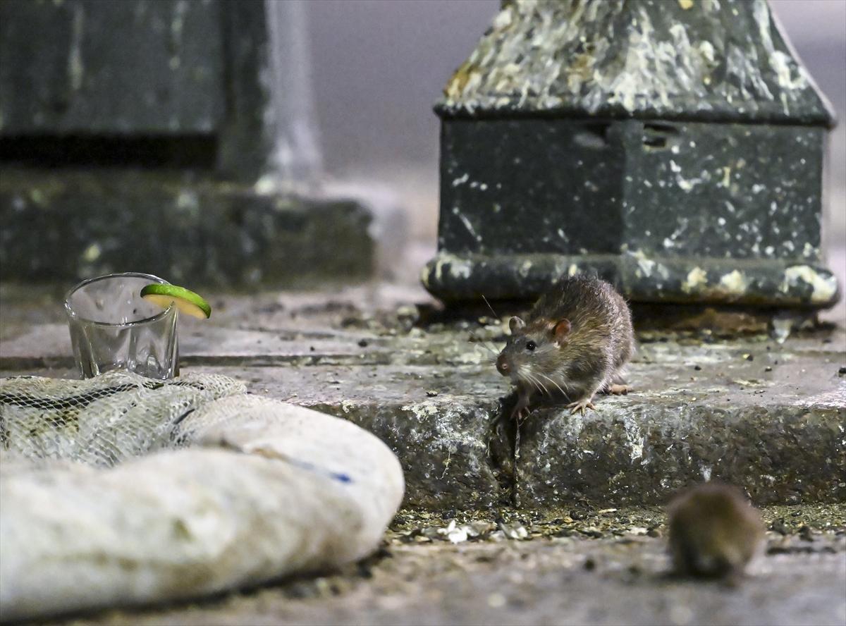 ABD'de fare istilası: Cadde ve sokaklarda cirit atan fare manzaraları...