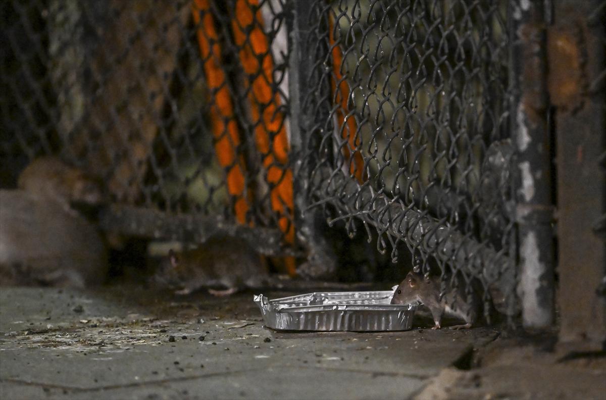 ABD'de fare istilası: Cadde ve sokaklarda cirit atan fare manzaraları...