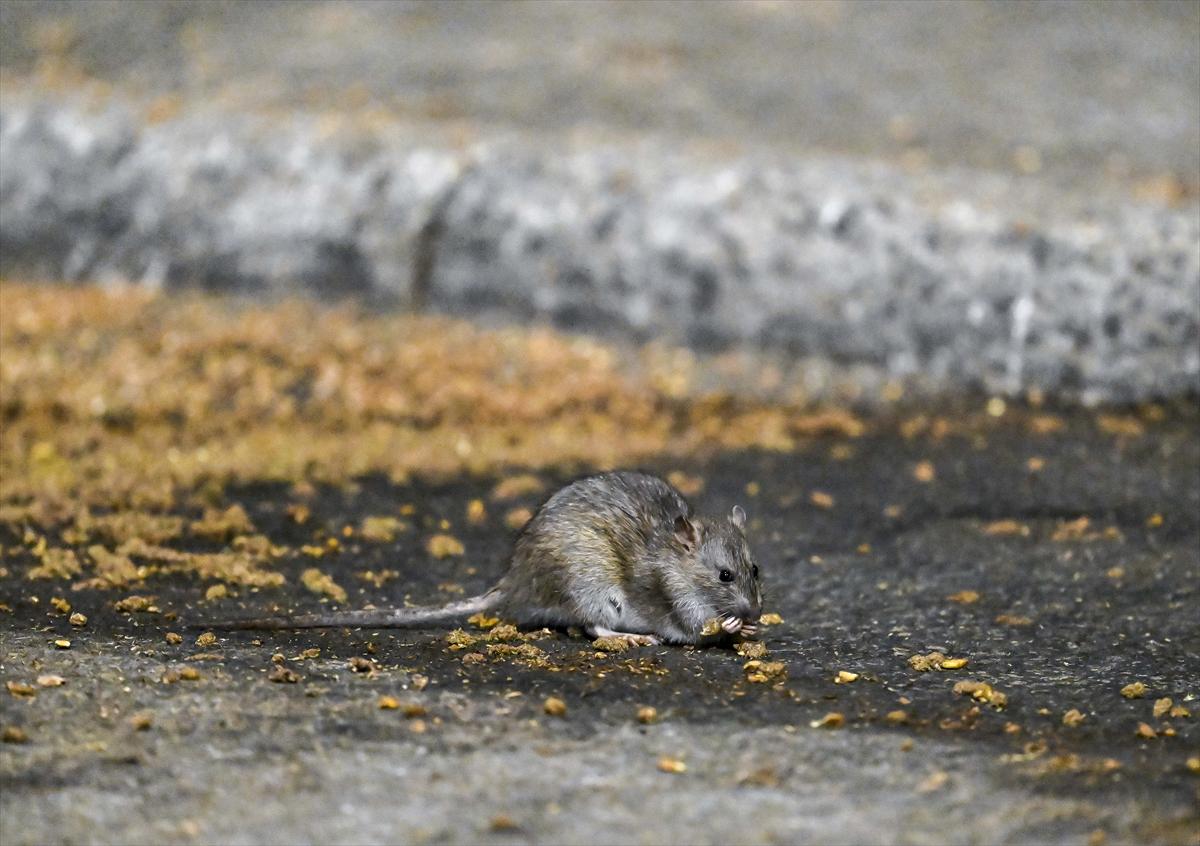 ABD'de fare istilası: Cadde ve sokaklarda cirit atan fare manzaraları...
