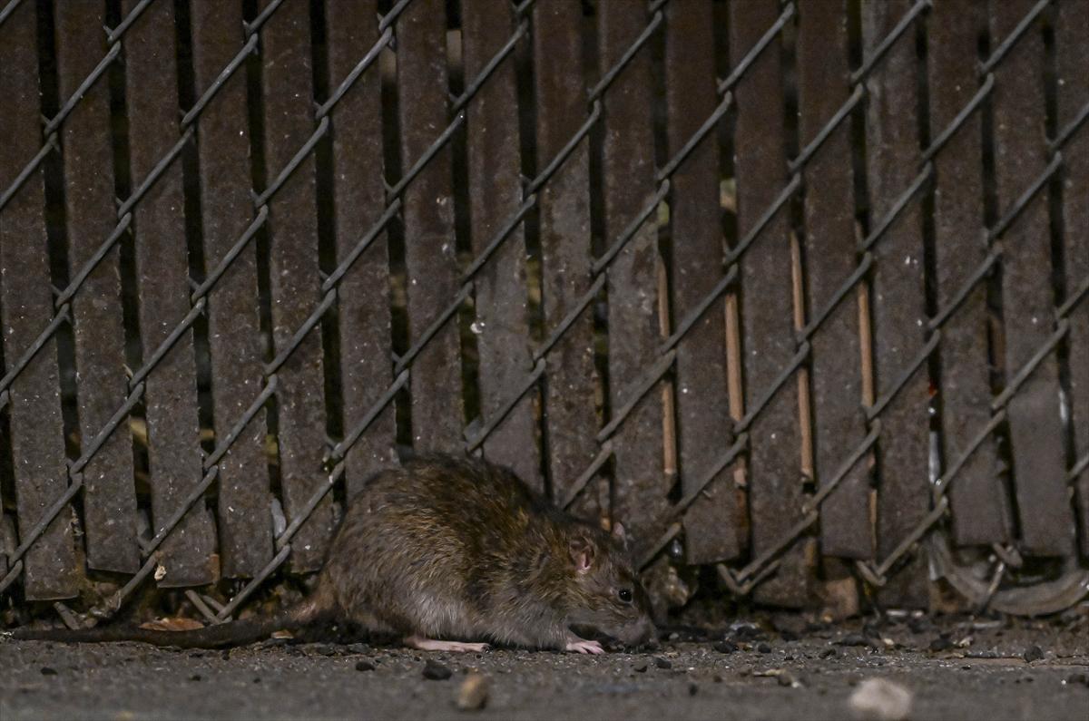 ABD'de fare istilası: Cadde ve sokaklarda cirit atan fare manzaraları...