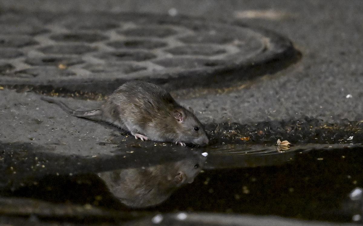 ABD'de fare istilası: Cadde ve sokaklarda cirit atan fare manzaraları...