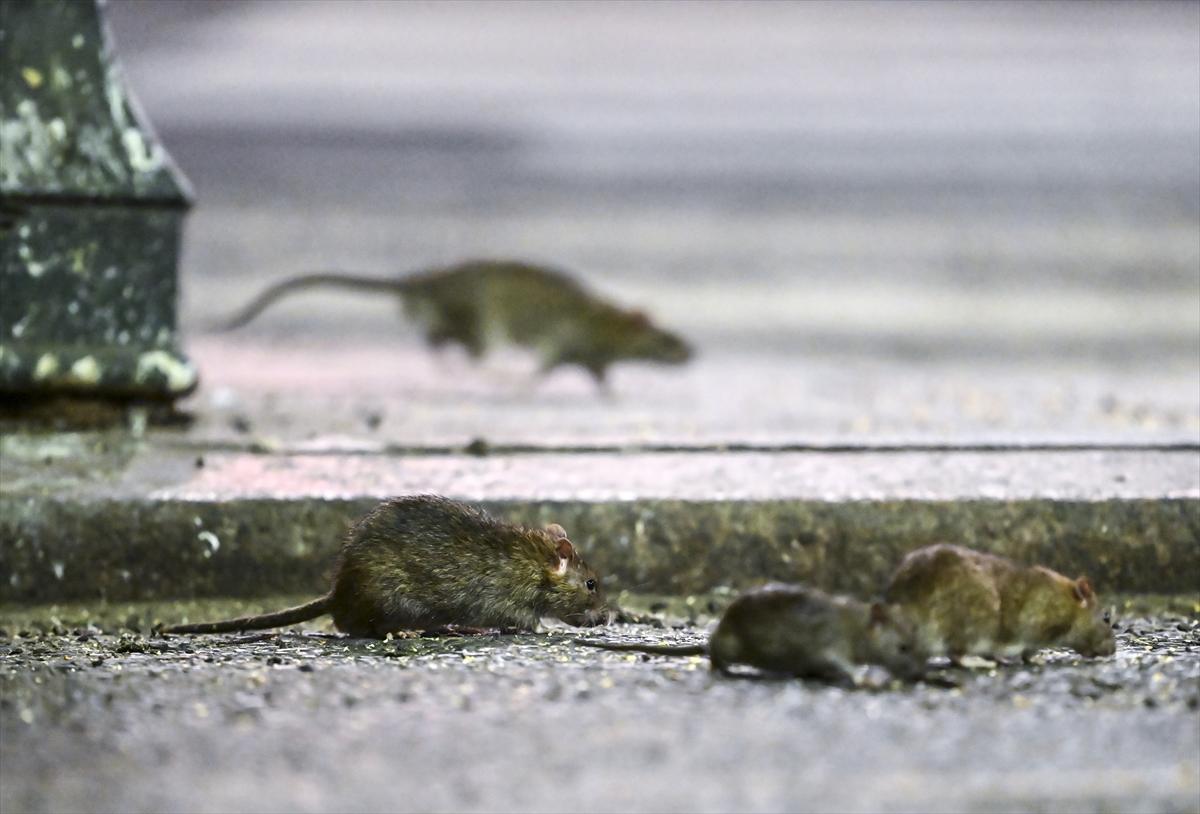 ABD'de fare istilası: Cadde ve sokaklarda cirit atan fare manzaraları...