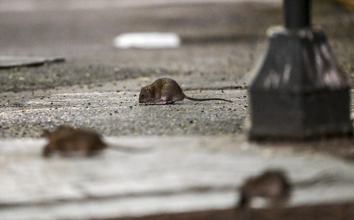 ABD'de fare istilası: Cadde ve sokaklarda cirit atan fare manzaraları...