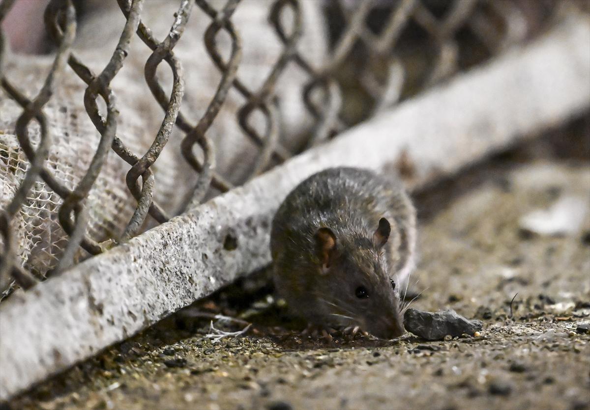 ABD'de fare istilası: Cadde ve sokaklarda cirit atan fare manzaraları...