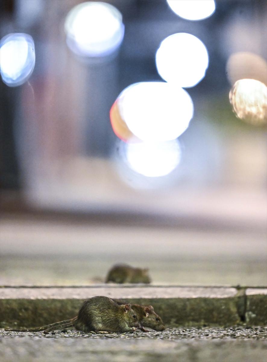 ABD'de fare istilası: Cadde ve sokaklarda cirit atan fare manzaraları...