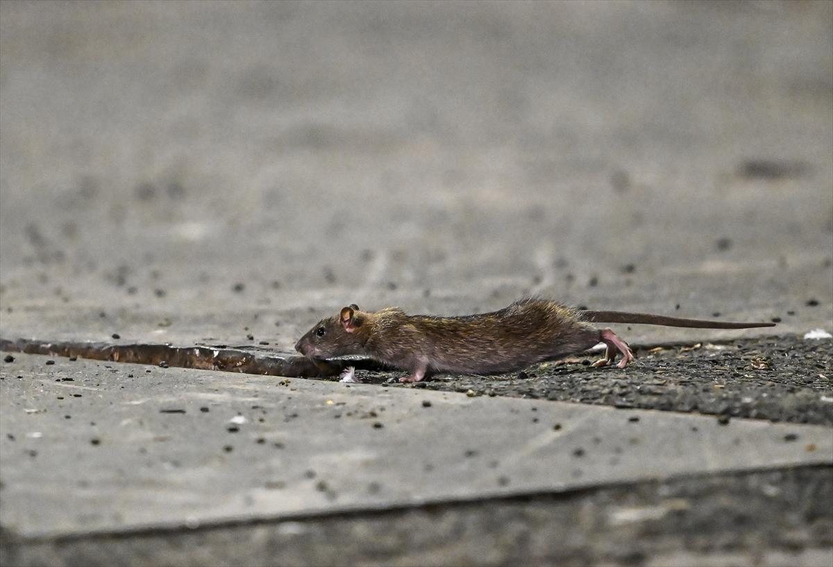 ABD'de fare istilası: Cadde ve sokaklarda cirit atan fare manzaraları...